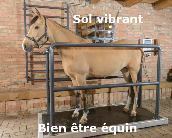 bien être du cheval sol vibrant pour chevaux